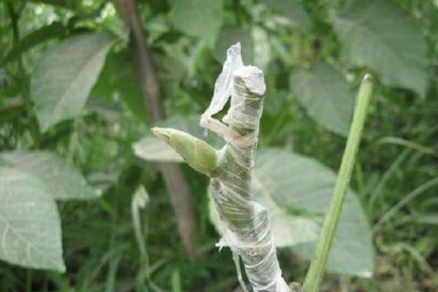 核桃树嫁接什么果树合适（核桃树嫁接什么果树合适呢）