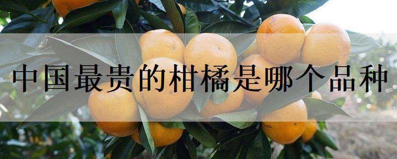 中国最贵的柑橘是哪个品种（中国最贵的柑橘是哪个品种图片）