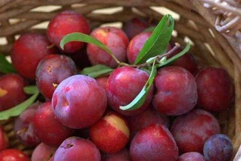 绿化带红李子可以吃吗 紫叶李果实多少钱一斤