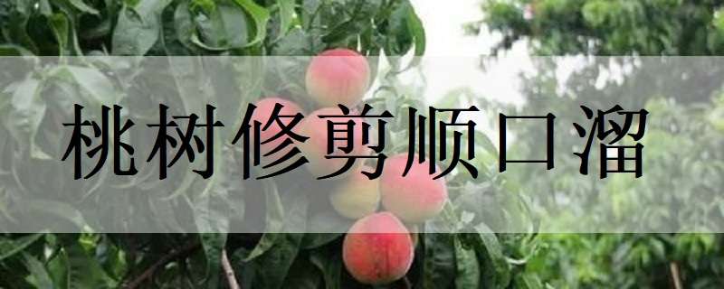 桃树修剪顺口溜