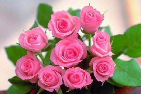 教师节送什么颜色的玫瑰花 教师节送什么颜色的玫瑰花好