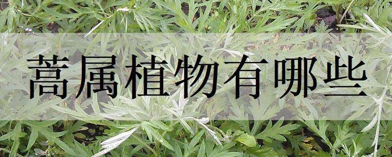 蒿属植物有哪些（蒿属植物有哪些常见的）