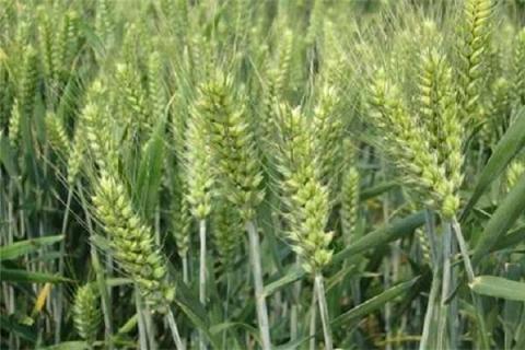 冬小麦现在可以施肥吗（冬小麦现在还能打除草剂吗）
