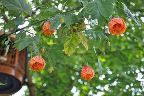 金铃花好看吗（金铃花的花语是什么）