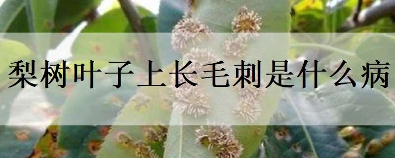 梨树叶子上长毛刺是什么病（梨树叶子长刺是什么原因）