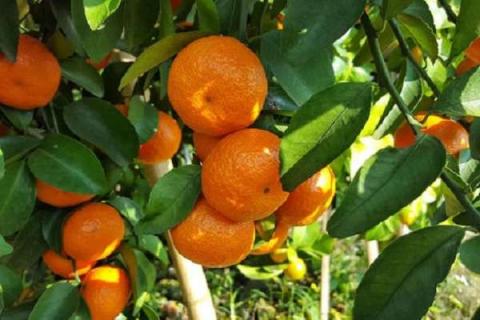 真正有前景的柑橘新品种 哪些品种更受欢迎