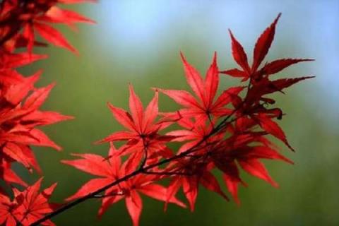 哪种红枫三季都红 中国红枫是三季红吗