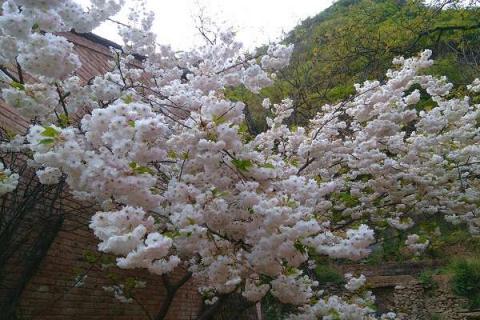 李子花什么颜色（李子花什么颜色的图片）