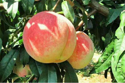 桃树亩产量一般多少斤（一亩桃树一年收入多少）
