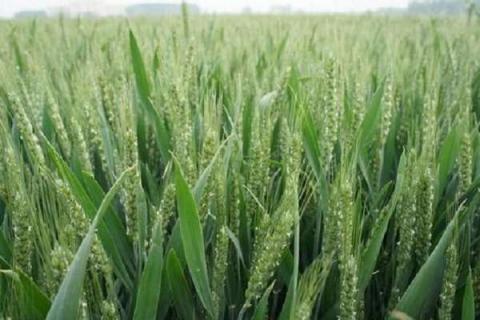 种小麦用什么底肥料好 种小麦用什么底肥最好