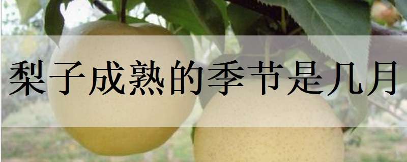梨子成熟的季节是几月 梨子成熟的时候是什么季节