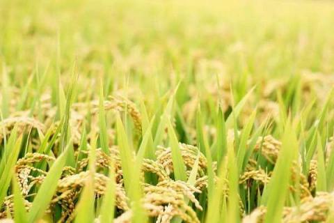 水稻地没有水能不能撒复合肥 水稻有露水能撒复合肥