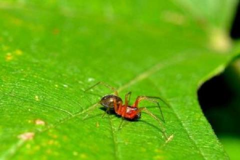 多菌灵能杀死红蜘蛛吗（多菌灵能杀死红蜘蛛吗?）
