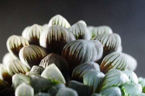 玉露多肉怎么养能爆盆（玉露多肉怎么养才能饱满通透）