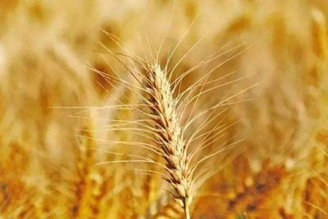 小麦施肥顺口溜（小麦施肥技术）