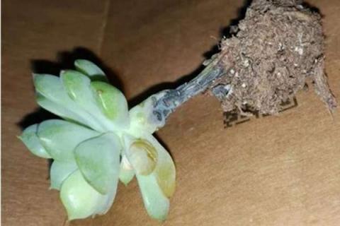 多肉烂根是什么原因 植物烂根是什么原因
