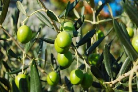 橄榄最新病虫害防治 橄榄的病虫害防治