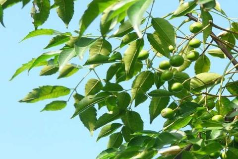 链子树果实有啥用 链子树结的果实有毒吗
