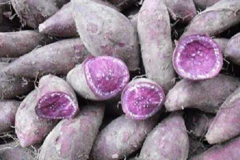 一亩紫薯的利润有多少 种植前景好不好
