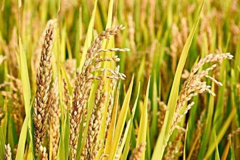 1亩地的水稻要多少斤稻种（一亩水稻需要多少稻种）