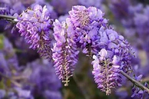 紫藤花芽与花苞区别 紫藤花芽与花苞区别是什么