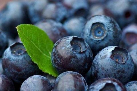 和蓝莓相似的野果有哪些 跟蓝莓有点像的野果