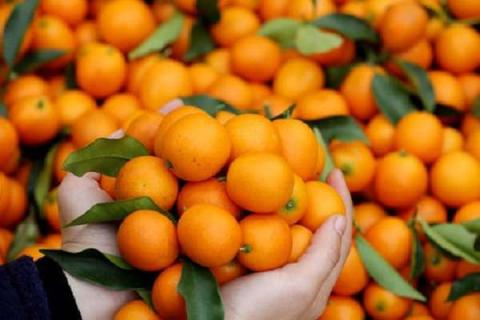 柑橘木虱打什么药长效（柑橘木虱用什么农药效果好?）