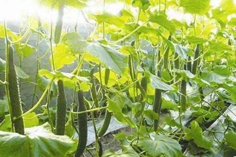 磷肥对黄瓜的作用 有哪些好处
