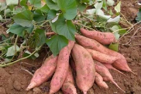 一个红薯可以育多少苗 怎样种植红薯