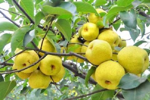 硝酸铵钙在果树上使用（硝酸铵钙肥效期多少天）