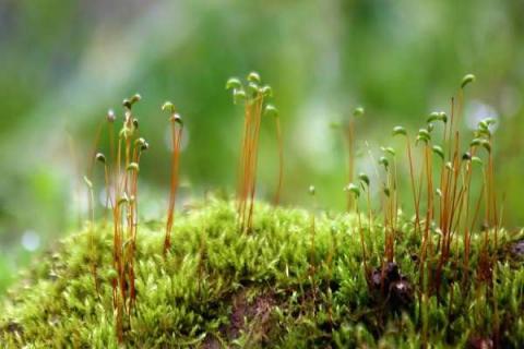 植物生长需要的五个基本条件 植物生长需要的四个条件