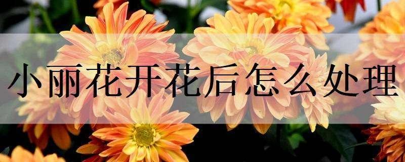 小丽花开花后怎么处理 小丽花花谢后怎么处理