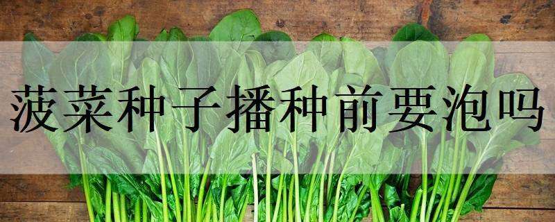 菠菜种子播种前要泡吗 播菠菜种子需要覆土吗