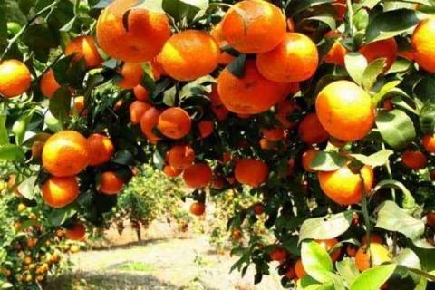 砂糖橘树种植方法及最佳种植时间（砂糖橘树种植方法及最佳种植时间是多少）