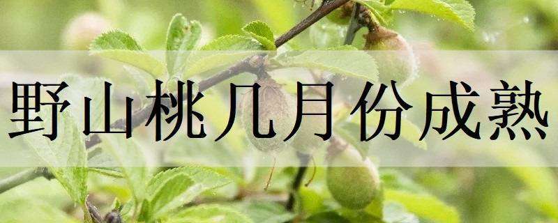 野山桃几月份成熟 野山桃几月份成熟的
