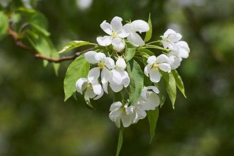 苹果花期能浇水吗（苹果花期能浇水吗怎么浇）