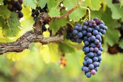 什么葡萄品种最爱爬藤 葡萄是爬藤植物吗