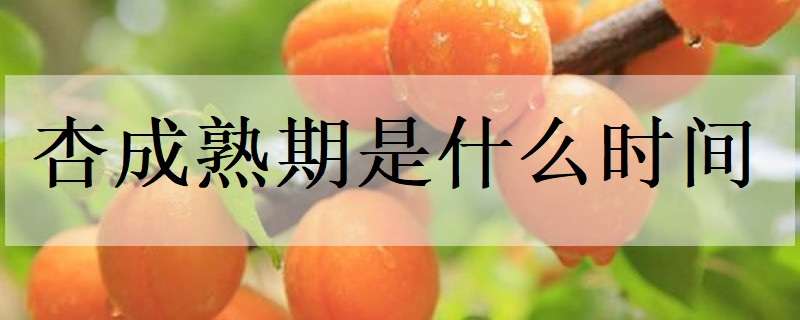 杏成熟期是什么时间 杏的成熟季节是什么时候