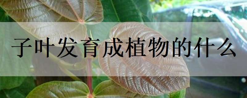 子叶发育成植物的什么（子叶发育成植物的什么阶段）