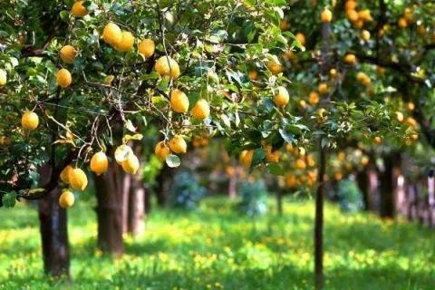梨树可以种在院子吗 梨树的种植方法