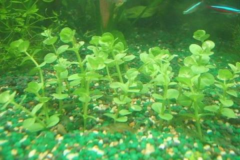 沉水植物有哪些（沉水植物有哪些?）