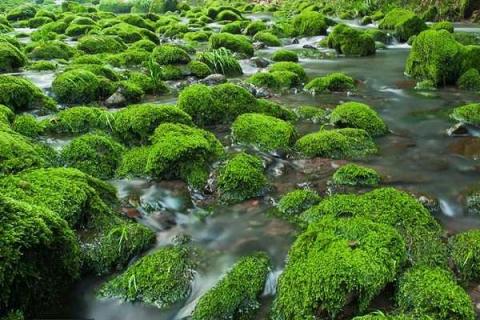 水中青苔怎么快速清除 青苔最怕什么东西