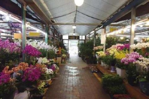 保定花卉批发市场在哪里 保定附近花卉批发市场
