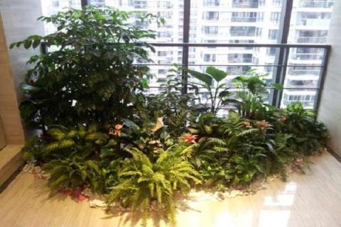 办公室植物租赁哪家好 办公室植物租赁价格