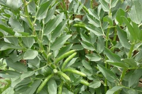 蚕豆是什么植物 蚕豆是什么植物?