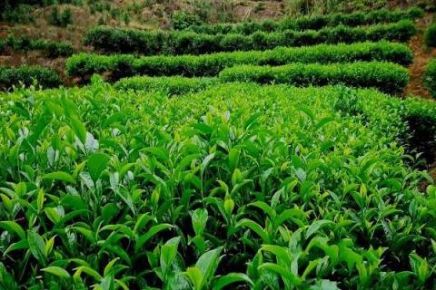 茶树怎么种植 茶树的原产地及种类