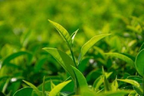 茶叶树的栽培与管理方法（茶叶树种植技术）