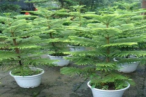 适合室内养护的大型盆栽植物有哪些 适合室内养护的大型盆栽植物有哪些品种