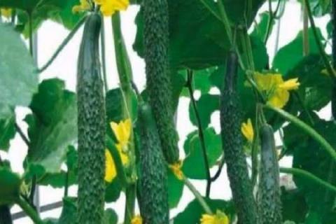黄瓜定植后促生根方法 黄瓜秧苗几天浇一次水