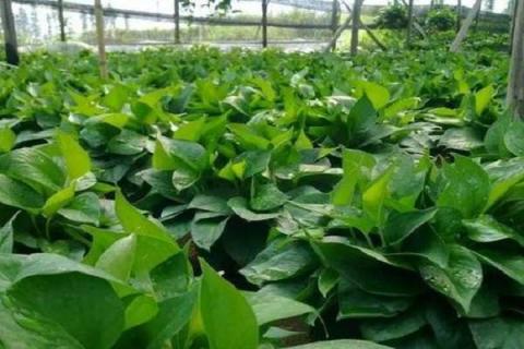 绿萝属于什么植物 绿萝属于什么植物类型